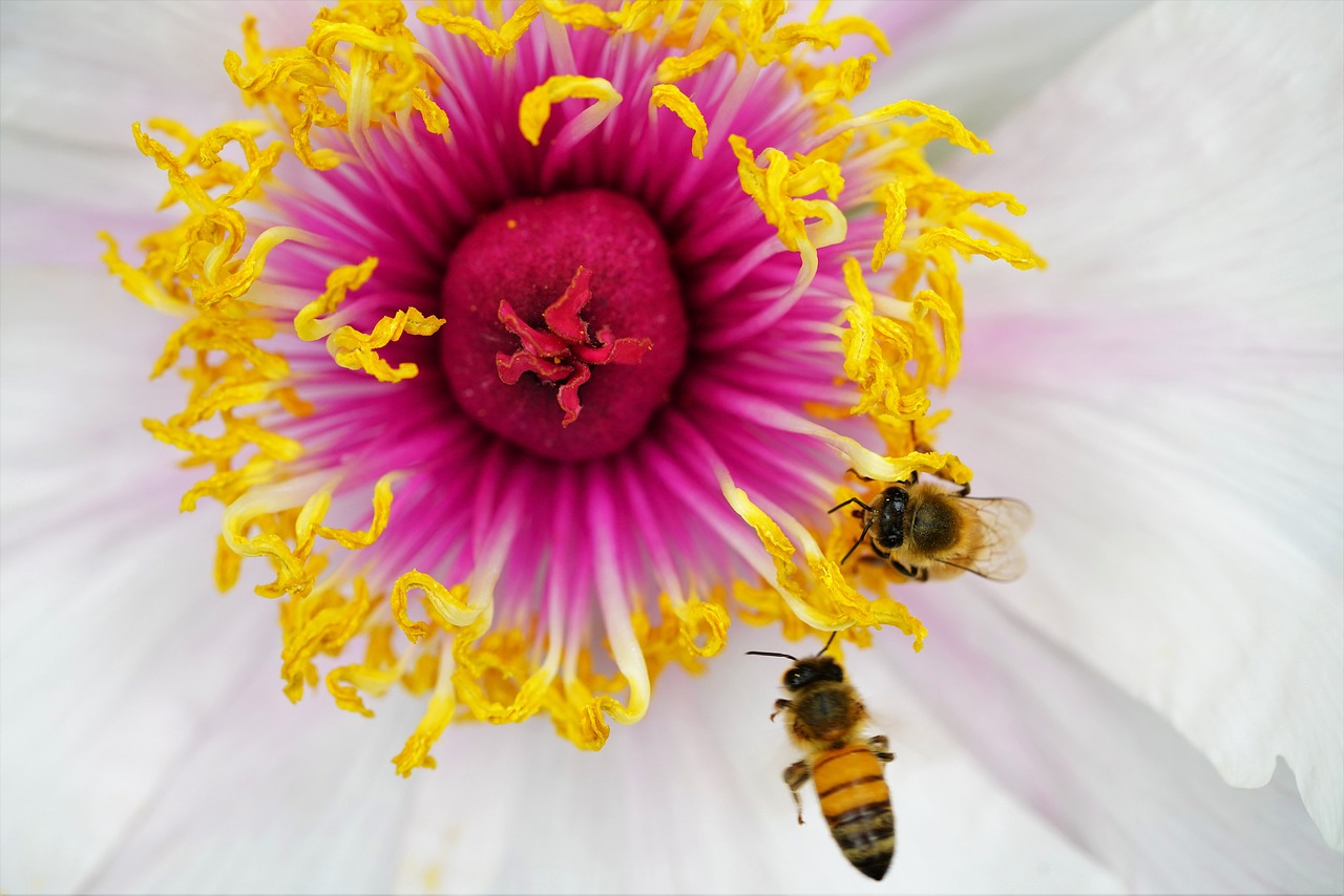 Bee in flower